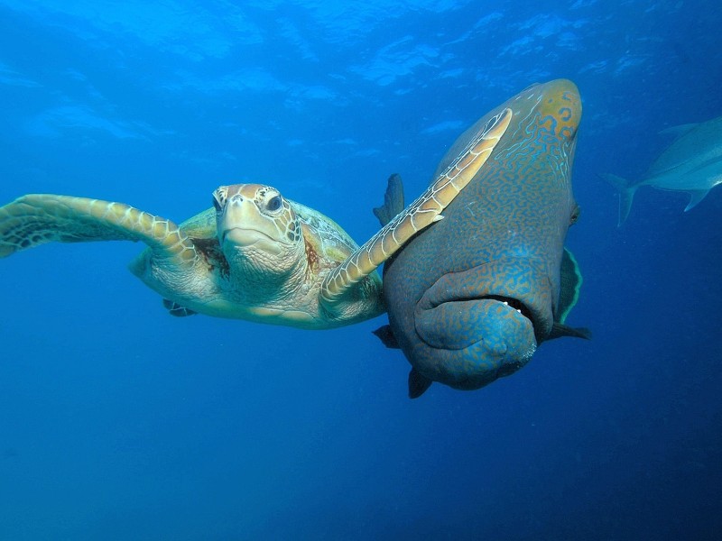 In der Kategorie „Unter Wasser“ gewann das Foto „Slap“ – „Ohrfeige“ – von Troy Mayne. Eine grimmig dreinblickende Suppenschildkröte im Great Barrier Reef vor der Nordküste Australiens scheint darauf ziemlich deutlich zu machen, was sie von dem Napoleon-Lippfisch neben sich hält.