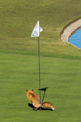 Dieser Fuchs, aufgenommen von Douglas Croft auf einem Golfplatz in San Jose in Kalifornien, hat das mit dem Putten irgendwie nicht ganz verstanden. Oder er hält einfach nicht viel vom Golfsport. „Must Have Three-Putted“ hat die Jury des Comedy Wildlife Photography Awards auf jeden Fall überzeugt.