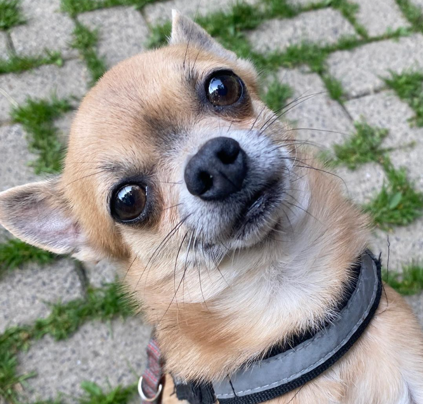 Hund aus NRW sucht neues Zuhause - doch "Chico" hat ein paar (durchaus sympathische) Schrullen. 
