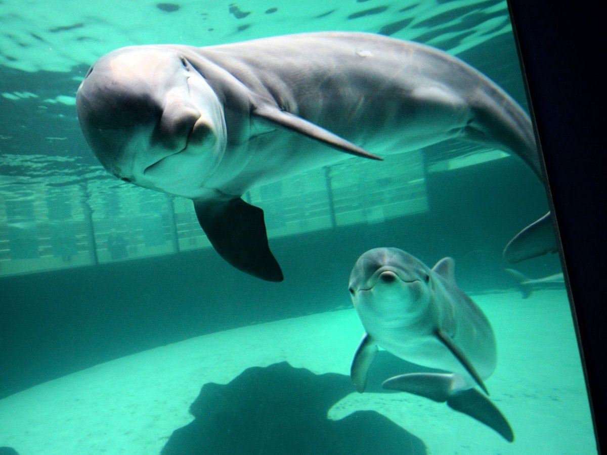 delfin-delfinarium-zoo-duisburg.jpg