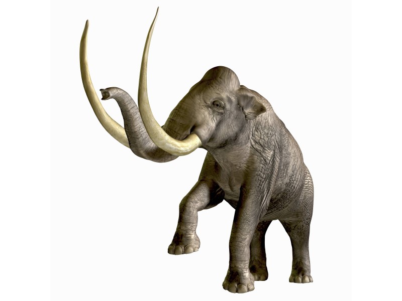 Das Präriemammut (Mammuthus Columbi) lebte vor etwa 1,2 Millionen Jahren bis vor etwa 10.000 Jahren unter anderem in den warmen Regionen des heutigen Südamerikas. 