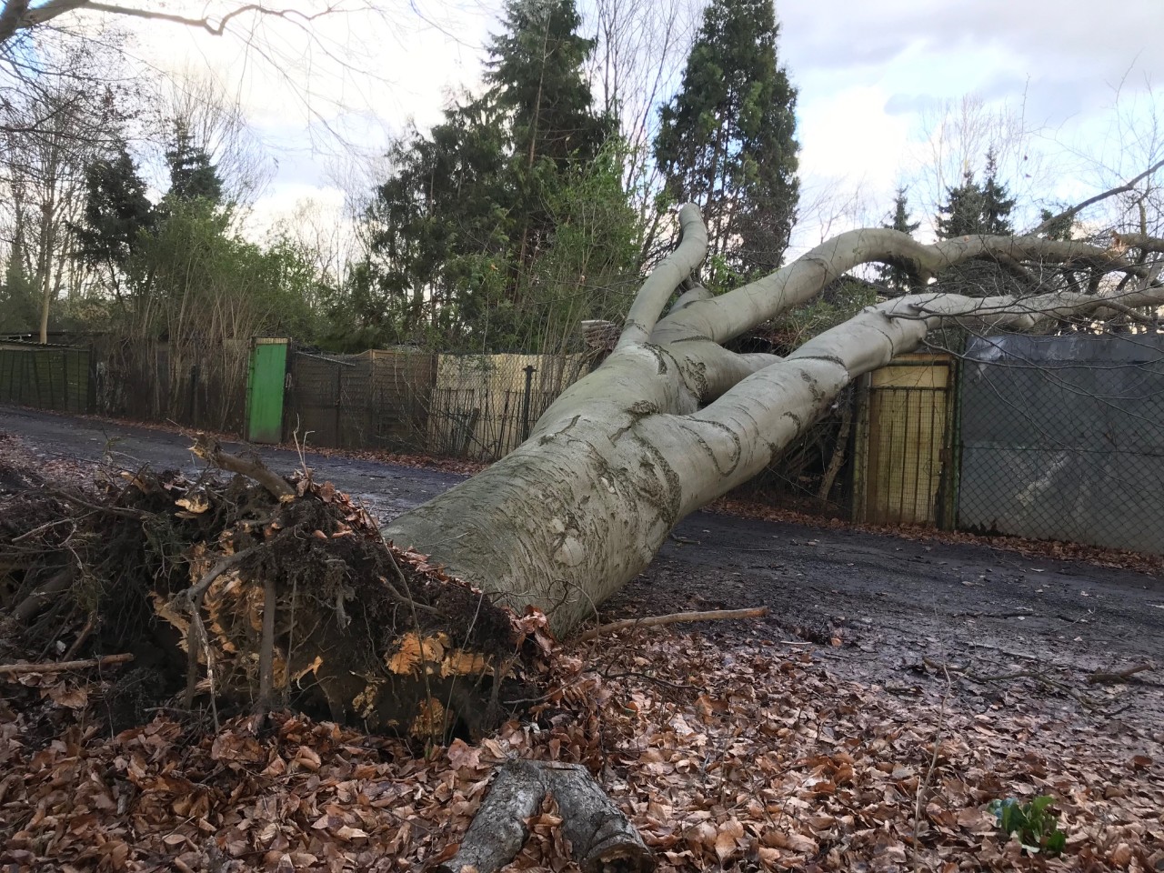 Dortmund: Ein massiver Baum ist auf einen Hühnerstall gekracht. 
