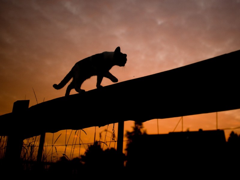 Katzen sind immer im Gleichgewicht und kennen keine Höhenangst. 