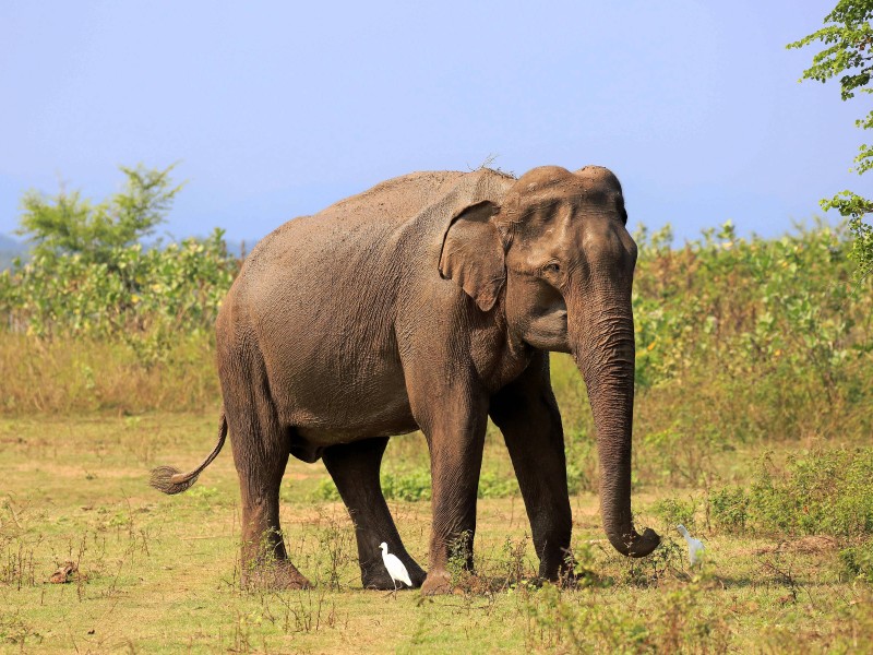 Das Anfang 2018 durch eine Studie umgeschriebene Familienstammbuch der Elefanten birgt einige Überraschungen. Der Asiatische Elefant (Elephas maximus) entwickelte sich vor etwa drei Millionen Jahren. Es gibt ihn noch heute.