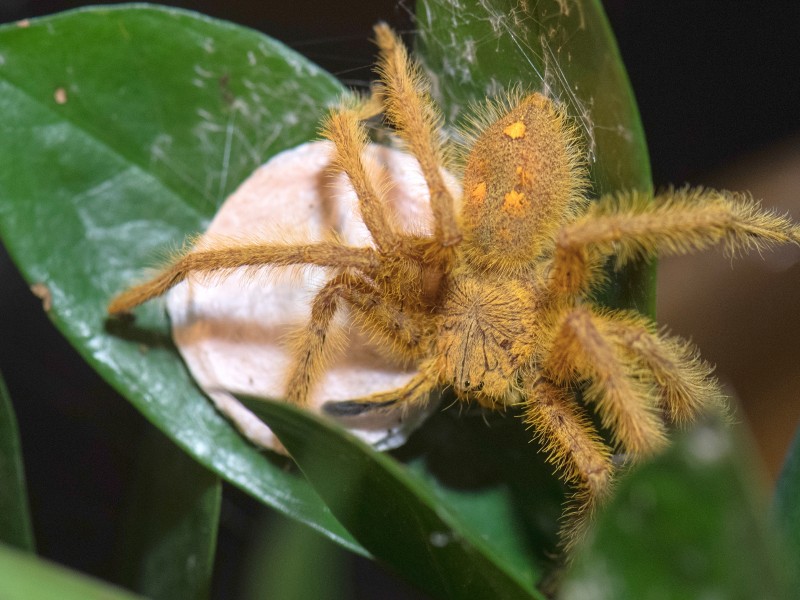 Vermutlich mehr als 100 kleine Krabbler sitzen in dem weißen Kokon, den eine weibliche „David-Bowie-Spinne (heteropoda davidbowie), eine Riesenkrabbenspinnen-Art, bewacht. 