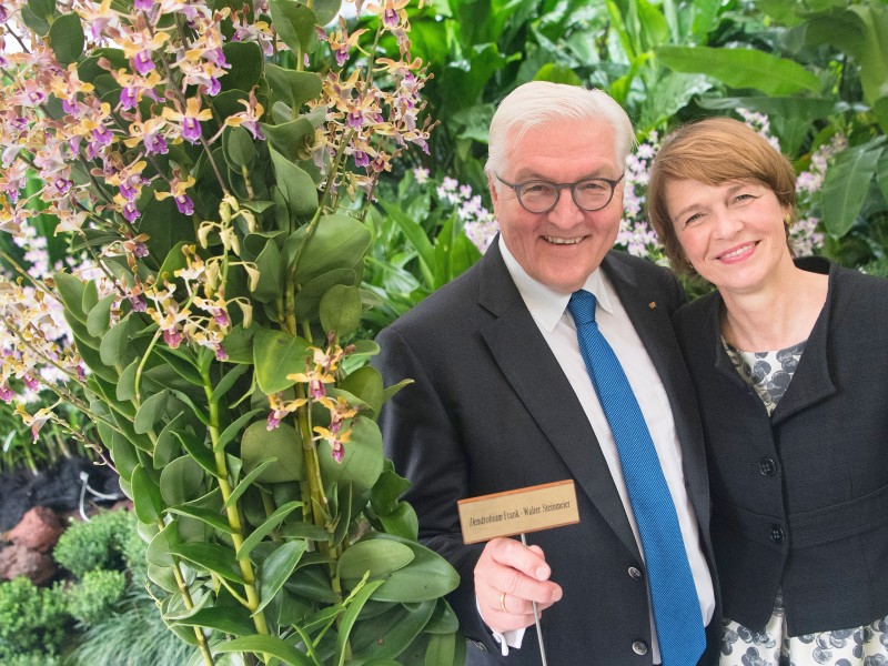 Und auch Bundespräsident Frank-Walter Steinmeier kann stolz sein. Im Botanischen Garten von Singapur wurde eine Orchidee auf seinen Namen getauft: Dendrobium Frank-Walter Steinmeier. Ehefrau Elke Büdenbender gefällt’s.