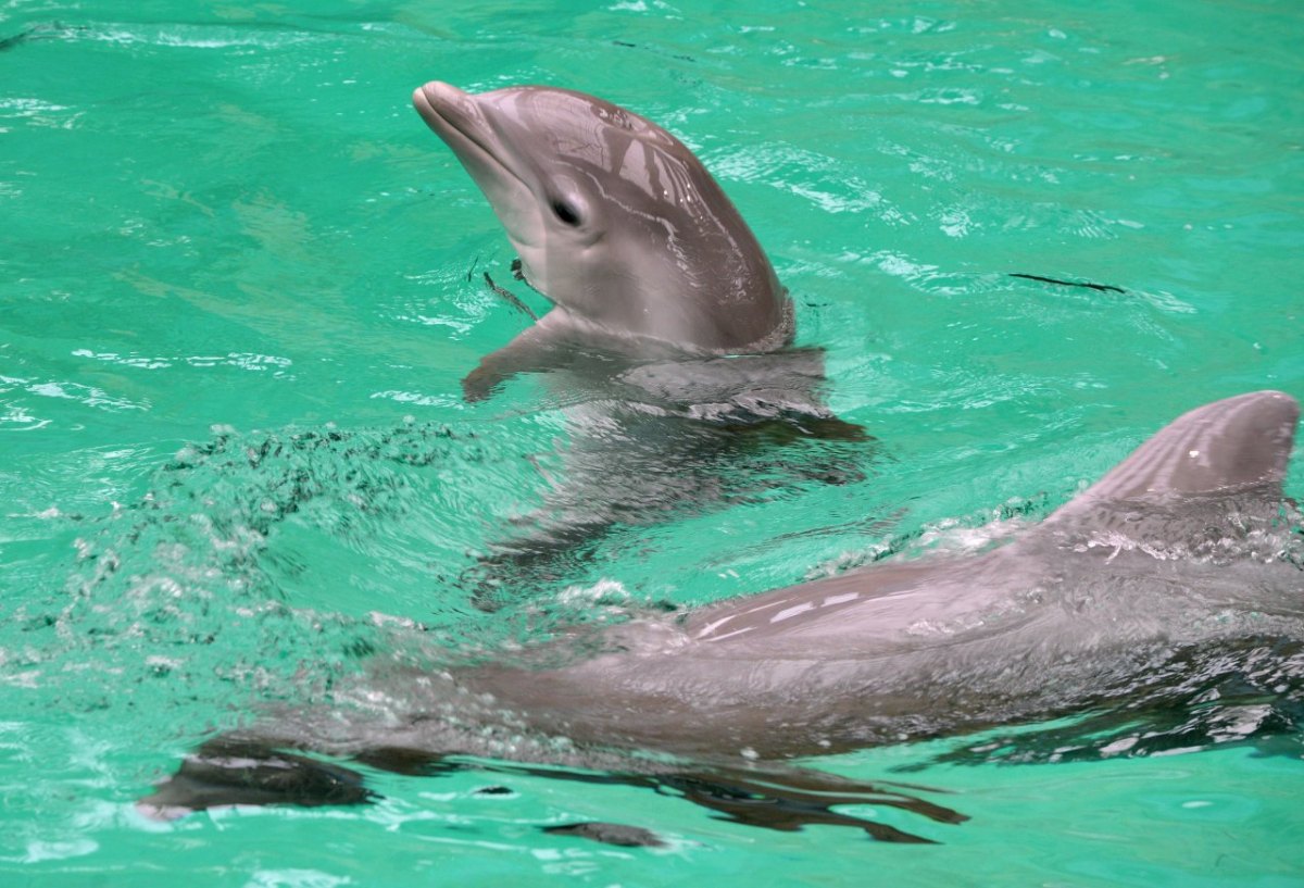 duisburg-delfin-baby.jpg