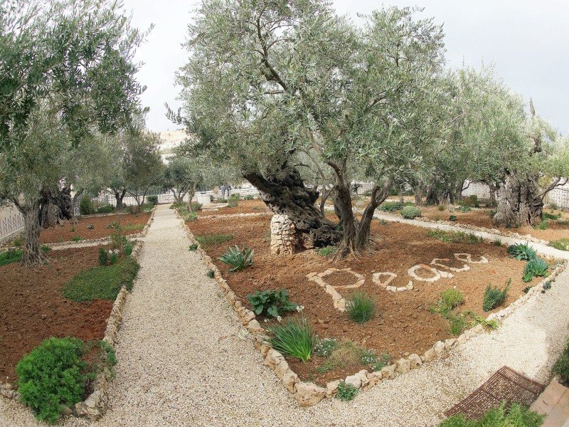 Der Garten Gethsemane („Ölpresse“) am Fuße des Ölberges in Jerusalem: Hier soll  Jesus vor seiner Festnahme gebetet haben und durch den Judaskuss verraten worden sein. 
