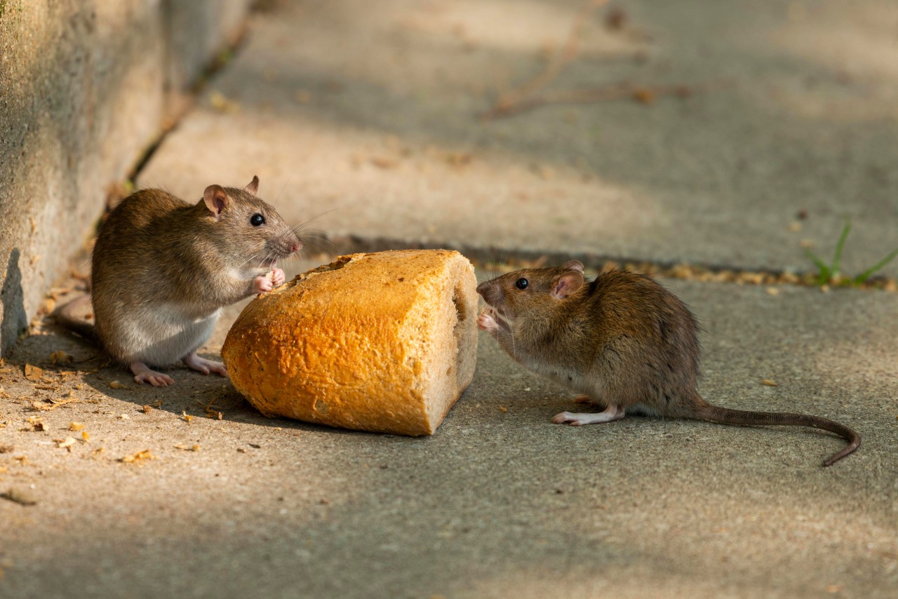 Essen: Organische Abfälle haben die Ratten angezogen. 