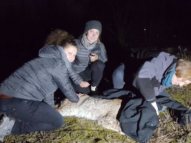 Zoo-Mitarbeiter um Tierärztin Pia Krawehl betäubten „Findus“ mit einem Narkosepfeil. Dann stöberten sie ihn in der Dunkelheit auf.