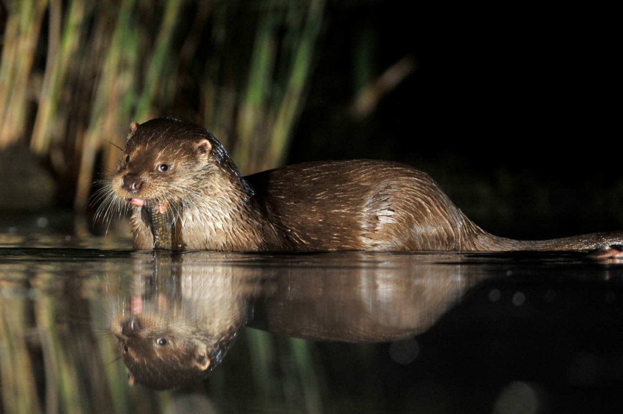 Wenige Fischotter leben inzwischen wieder in NRW. 