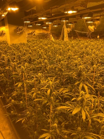 Gelsenkirchen: Die Polizei hat etliche Marihuana-Pflanzen sichergestellt. 