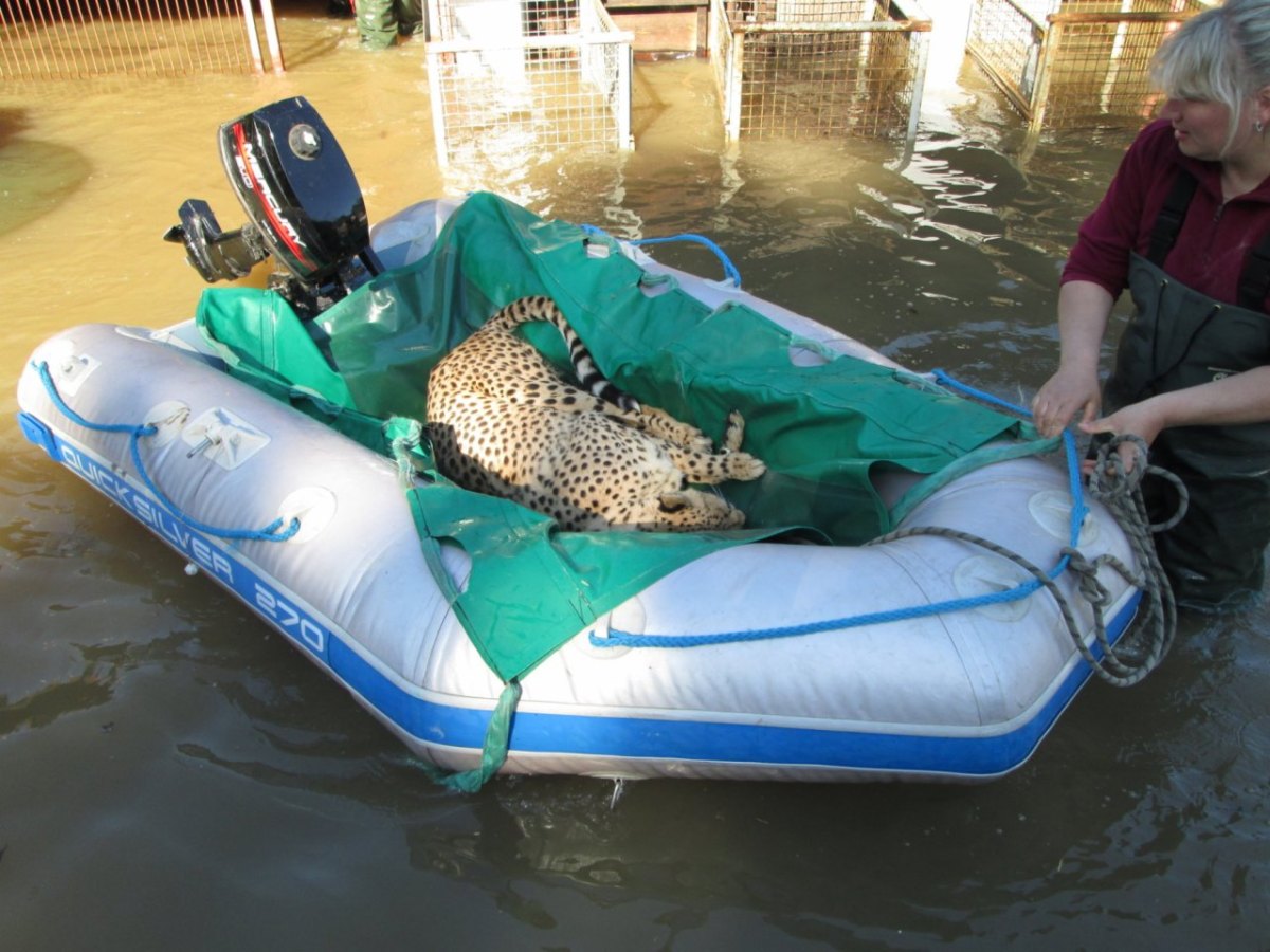 gepard.jpg