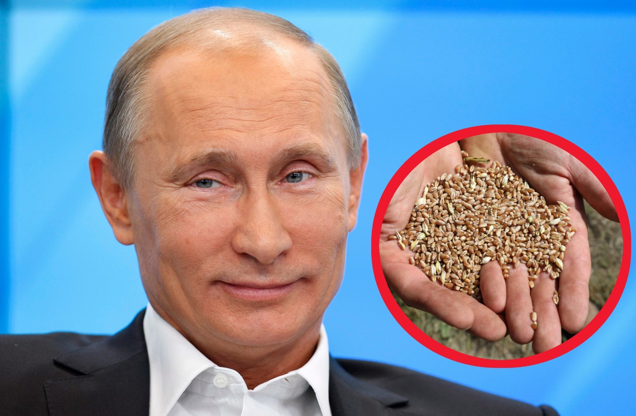 Ukraine-News: Hunger als Kriegswaffe – das ist laut Annalena Bearbock der perfider Plan Putins hinter der Getreide-Blockade! (Symbolbild)