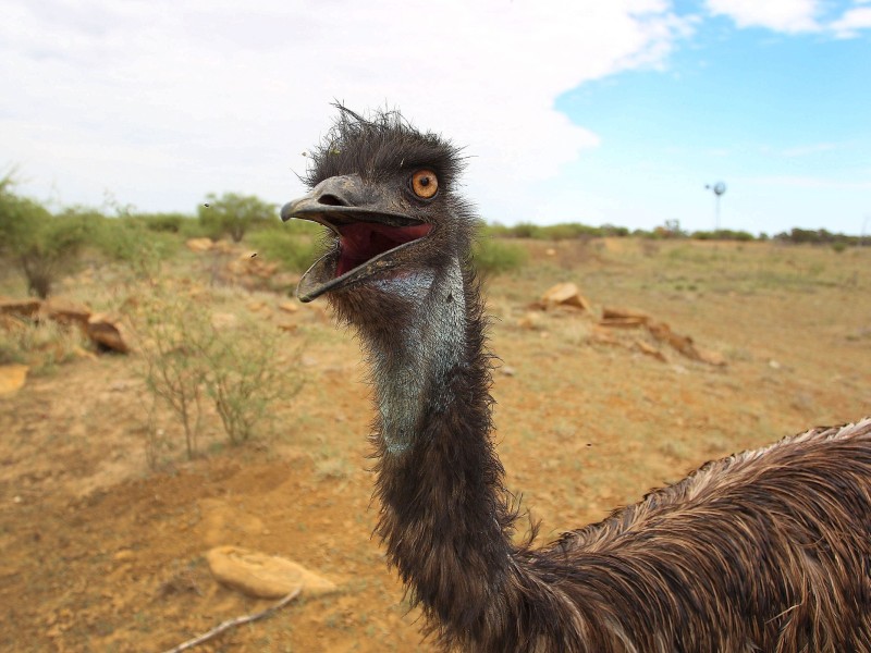 18. August 2016: Ein möglicherweise angriffslustiger Emu sorgt in Kalbach (Kreis Fulda) für Aufregung. Seit zwei Wochen werde vergeblich versucht, den ausgebüxten australischen Laufvogel einzufangen, berichtet die Polizei in Fulda. Das Tier renne sofort weg, wenn sich Menschen näherten. Der Emu wurde mehrfach an Plätzen nahe des Ortsteils Uttrichshausen gesehen. Der Besitzer habe gewarnt, das Tier könne angreifen, wenn es in die Enge getrieben werde, so die Polizei.