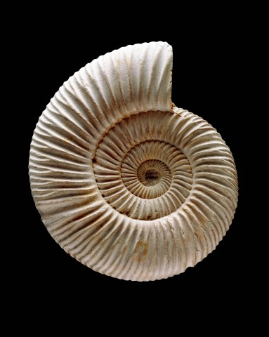 So sieht ein Ammonit in einem gut erhalten Zustand aus