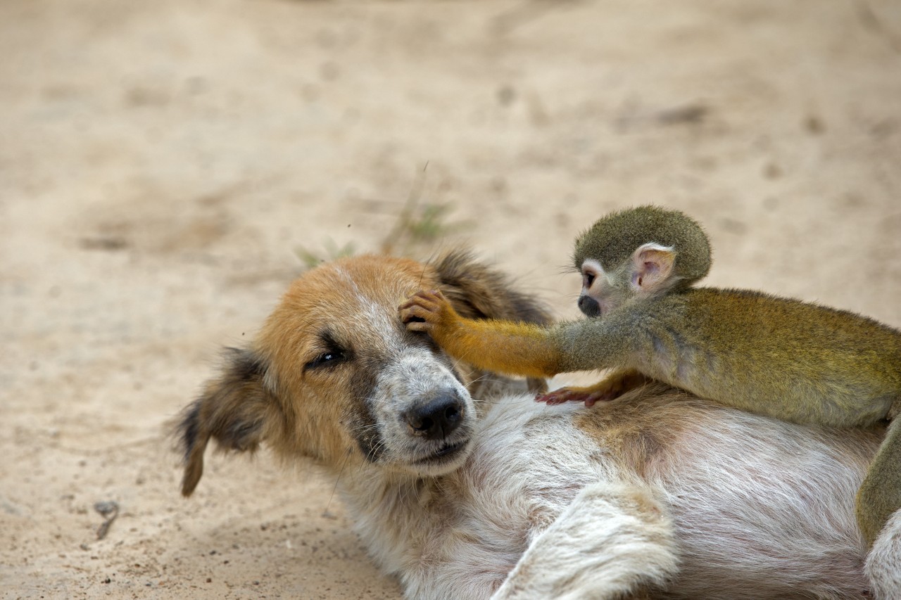 Hund gegen Affe: In Indien ist es zu einer Art Krieg zwischen den Tierarten gekommen. (Symbolbild)