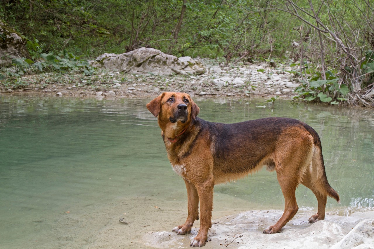 Ein Hund war zuletzt seinem Herrchen entwischt und landete in einem Fluss. (Symbolbild)