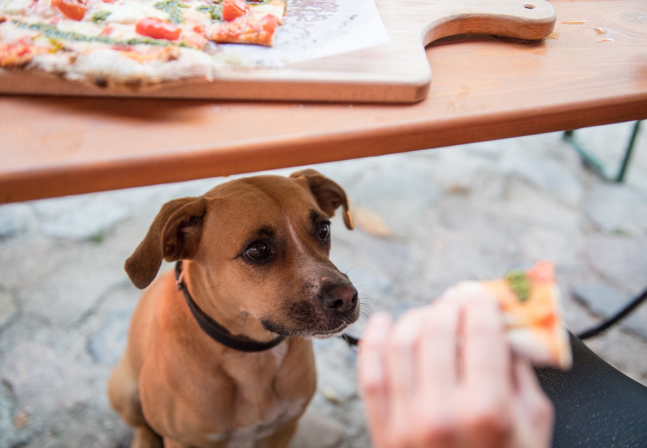 Ein Hund wollte unbedingt ein Stück Pizza. Doch die Situation eskalierte völlig und endete blutig. (Symbolbild)