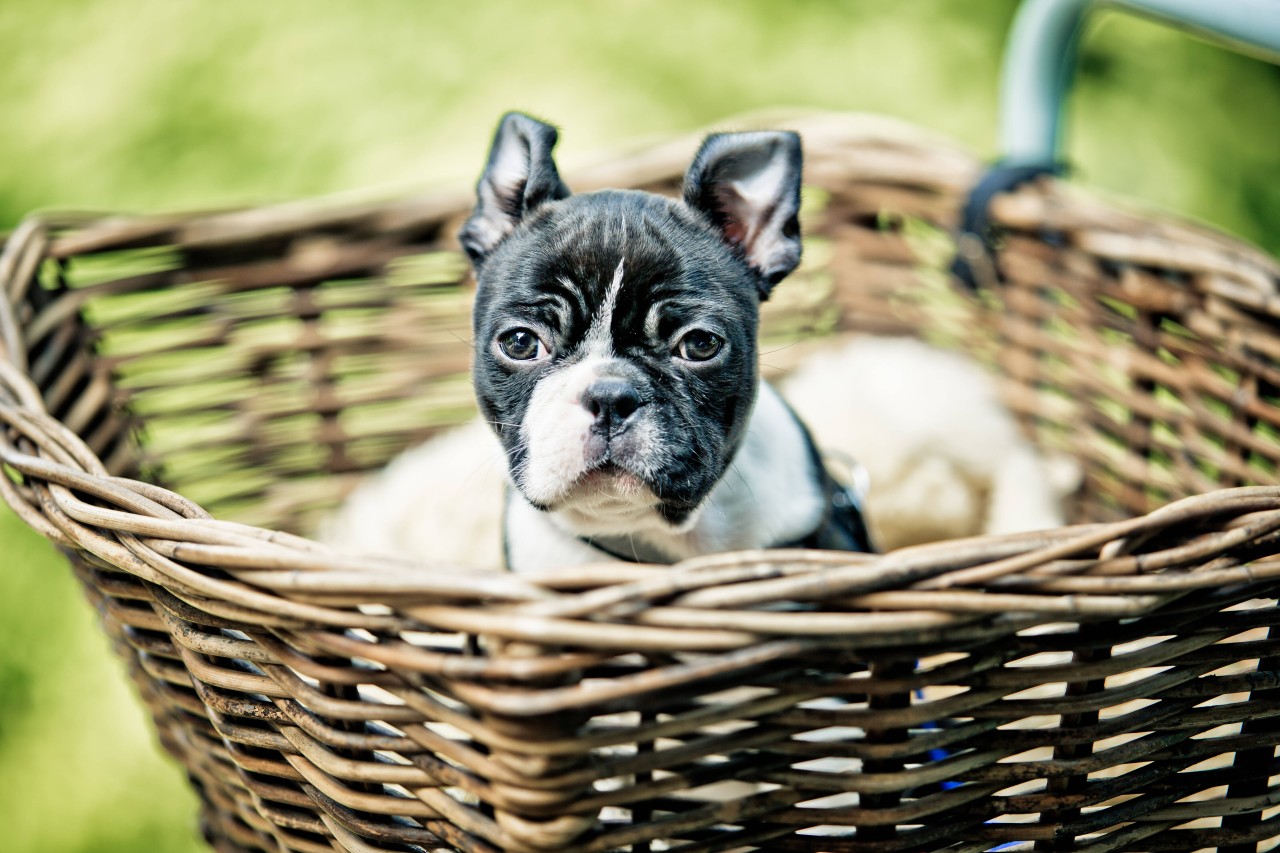 Hund Henry hat einem Baby das Leben gerettet.