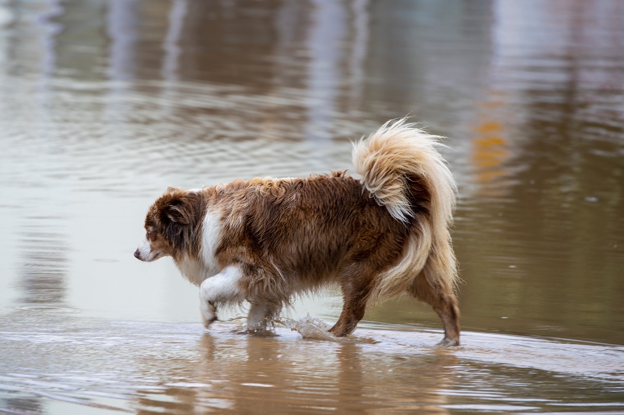Hund: Auch Haustiere sind während des Hochwassers in NRW und Rheinland-Pfalz in Gefahr, werden bei Evakuierungsmaßnahmen oft zurück gelassen. (Symbolfoto)
