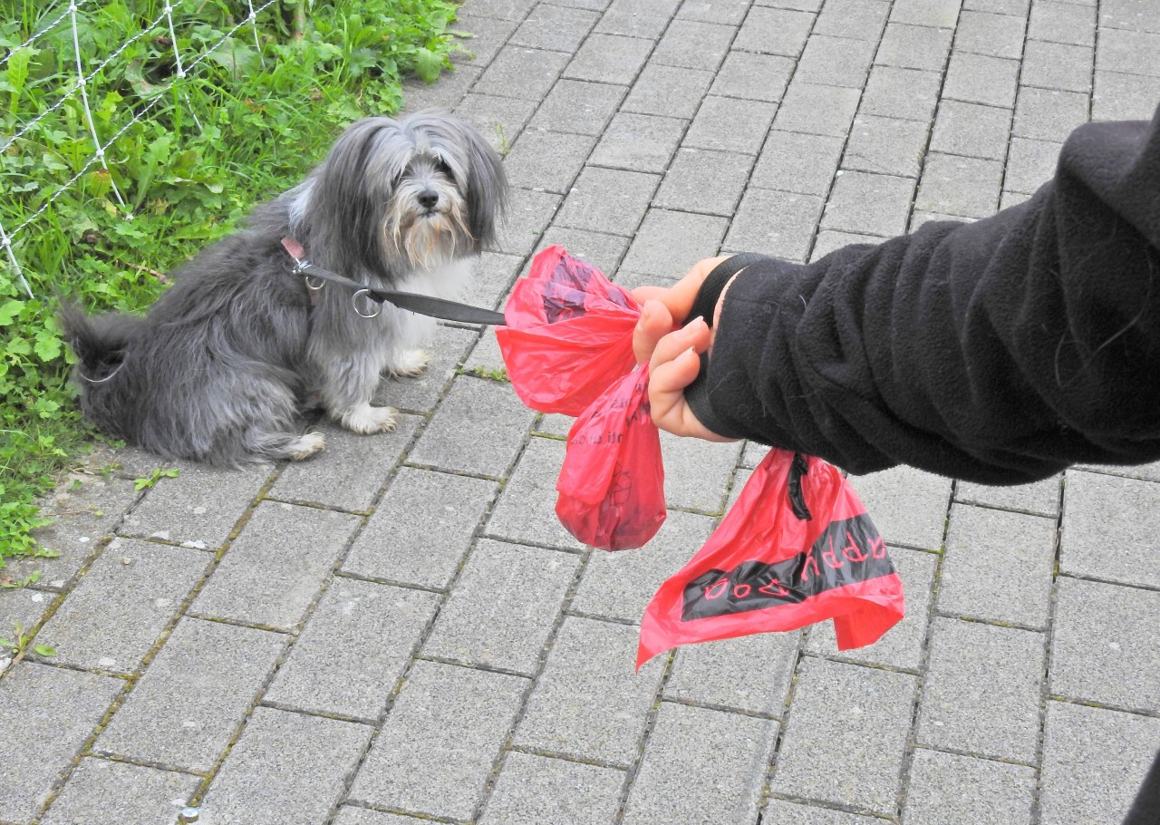 Hund: Ein Mann hat wiederholt prall gefüllte Kotbeutel auf seinen Gassirunden gefunden. 