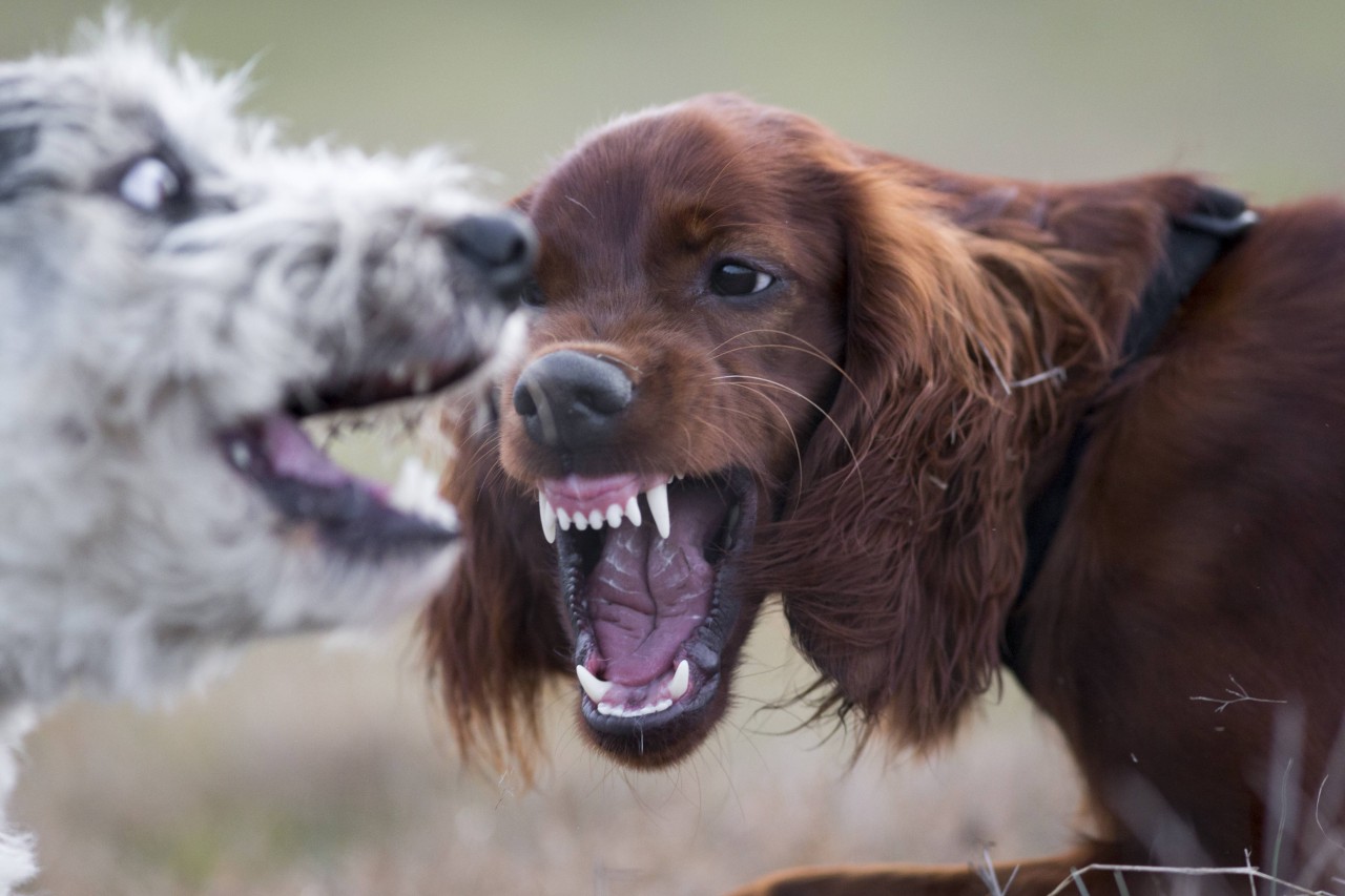 Hund: Bei einer Gassirunde gerieten zwei Männer in Streit. (Symbolbild)