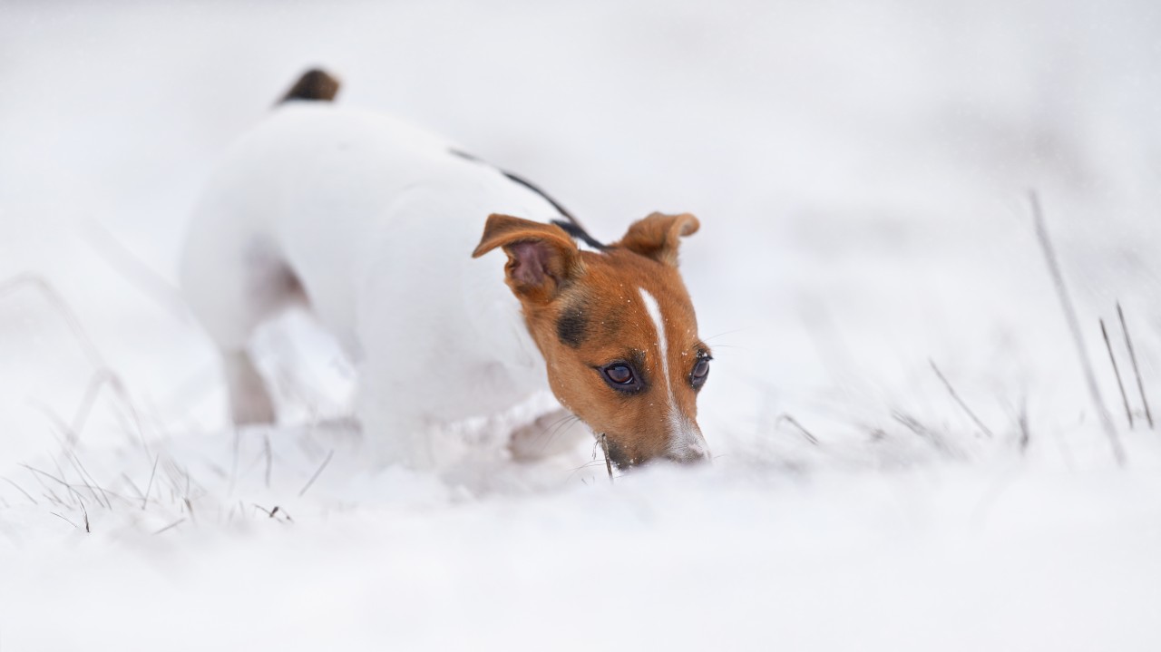 Hund im Schnee: Salty hat ihrem Herrchen Jack ein Weihnachtswunder beschert. (Symbolbild)