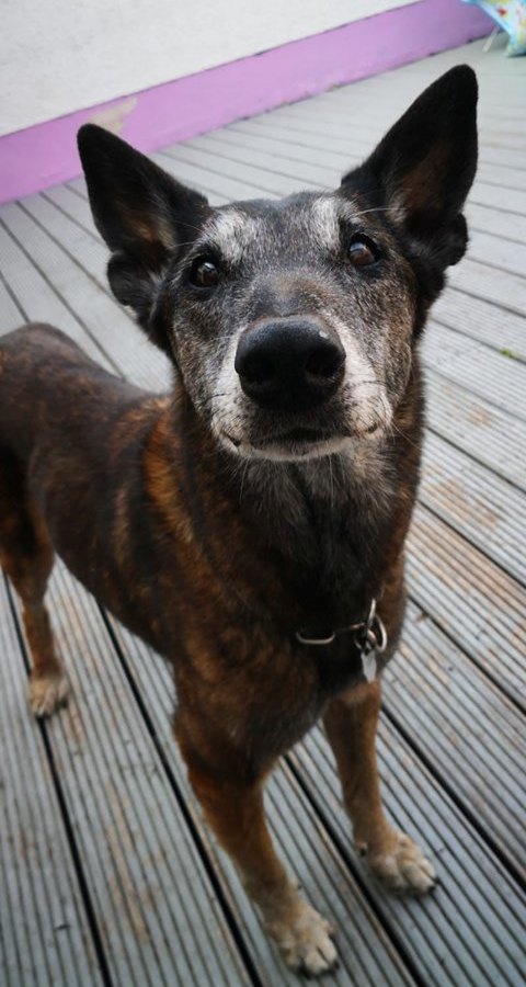 hund.jpg