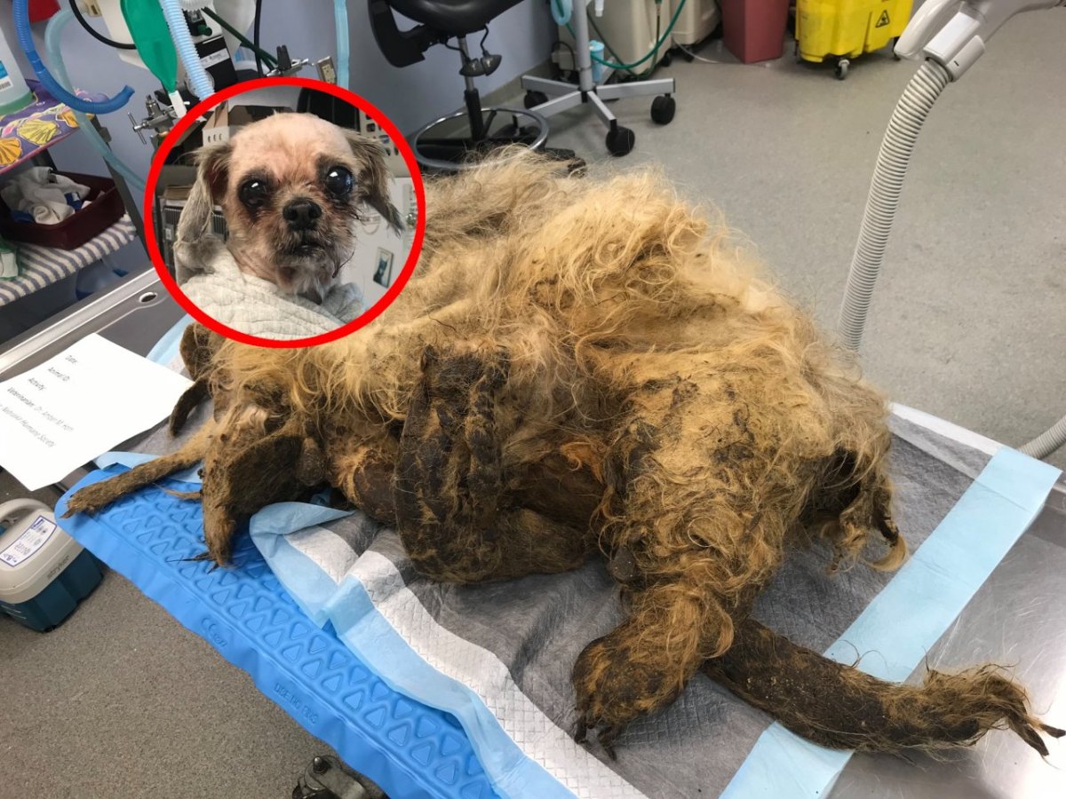 hund.jpg