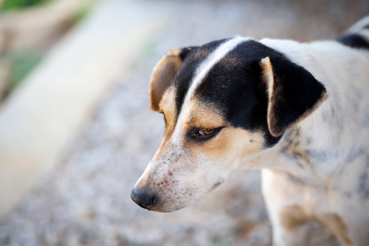 Jack Russell Terrier Ole hat bislang ein „elendes Hundeleben“ geführt. Doch das soll sich jetzt ändern. (Symbolbild)