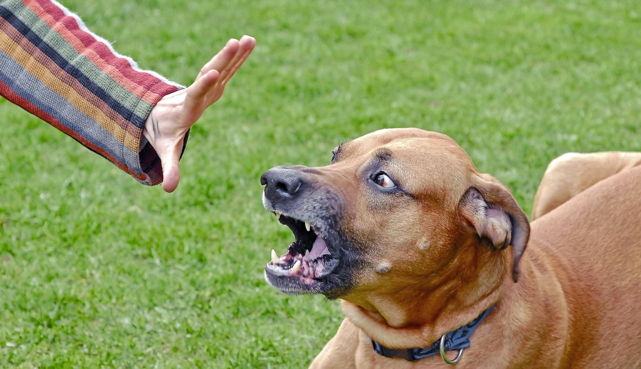 Ein junger Schüler wird auf seinem Nachhauseweg von einem Hund angefallen. Die Folgen sind gravierend (Symbolbild).