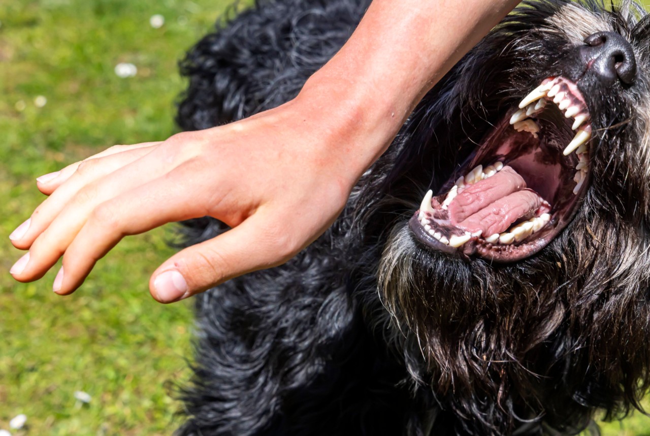 Hund: Ein Experte warnt vor Hundebissen wegen eines TikTok-Trends.
