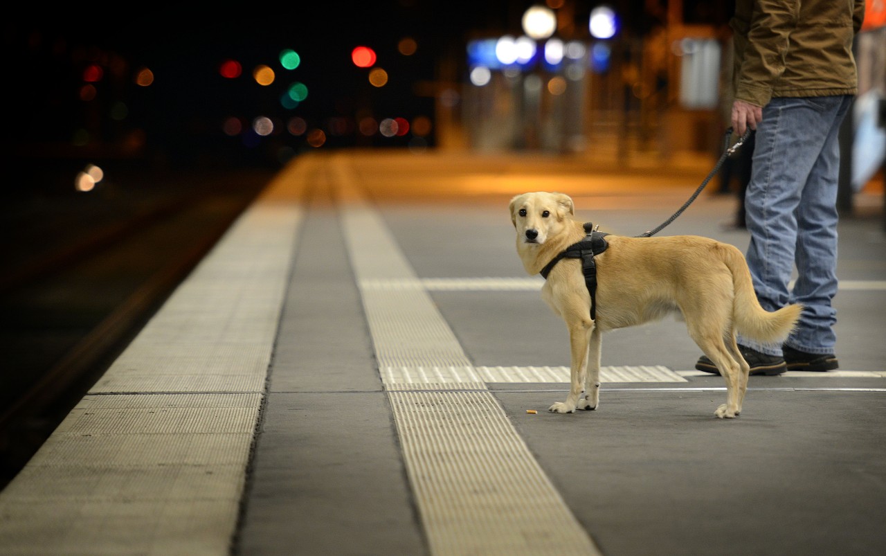 Die Reise mit seinem Hund in einem Zug hat sich sicherlich nicht nur ein Herrchen anders vorgestellt. (Symbolbild)
