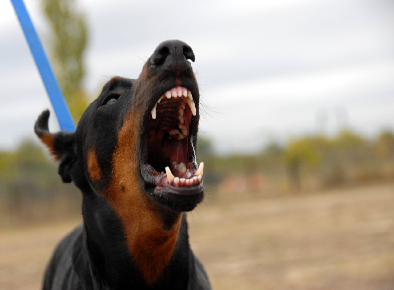Immer häufiger beißen Hunde Menschen. Doch was kann man tun, wenn man selber angegriffen wird?