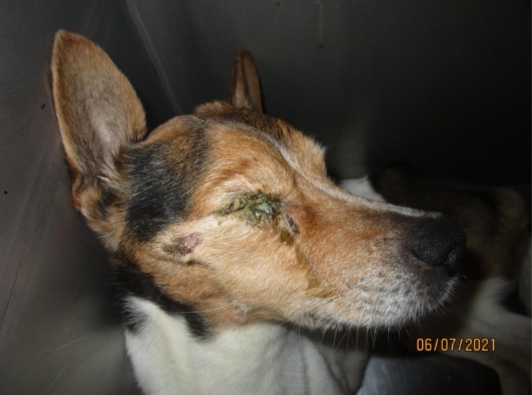 Die Augen des Jack Russell Terriers sind stark entzündet.