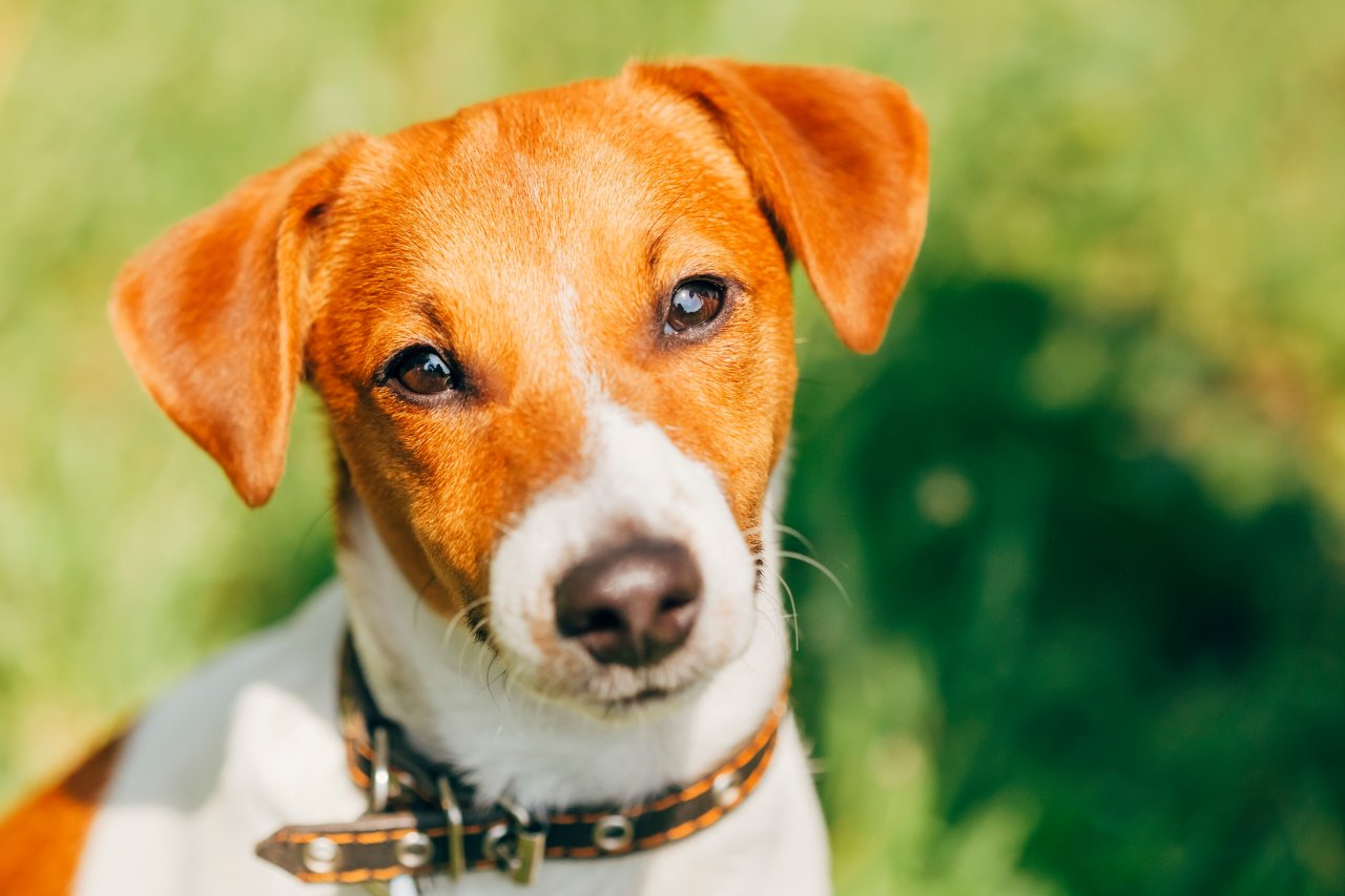 Hund Familie adoptiert Welpen und macht DIESEN bösen Fehler