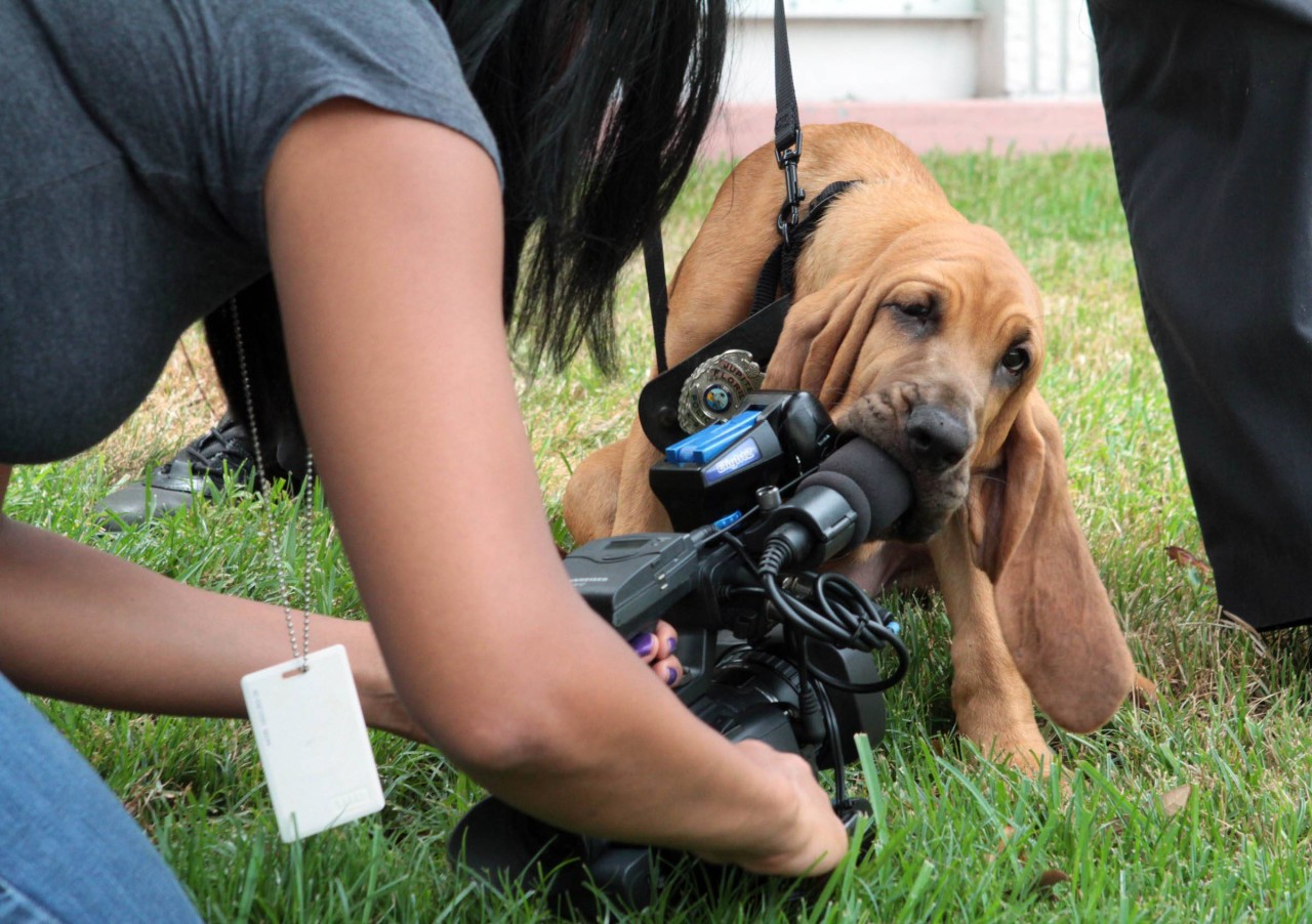 Hund: Der Vierbeiner sorgte für kuriose Szenen bei einer Live-TV-Nachrichtensendung. (Symbolbild)