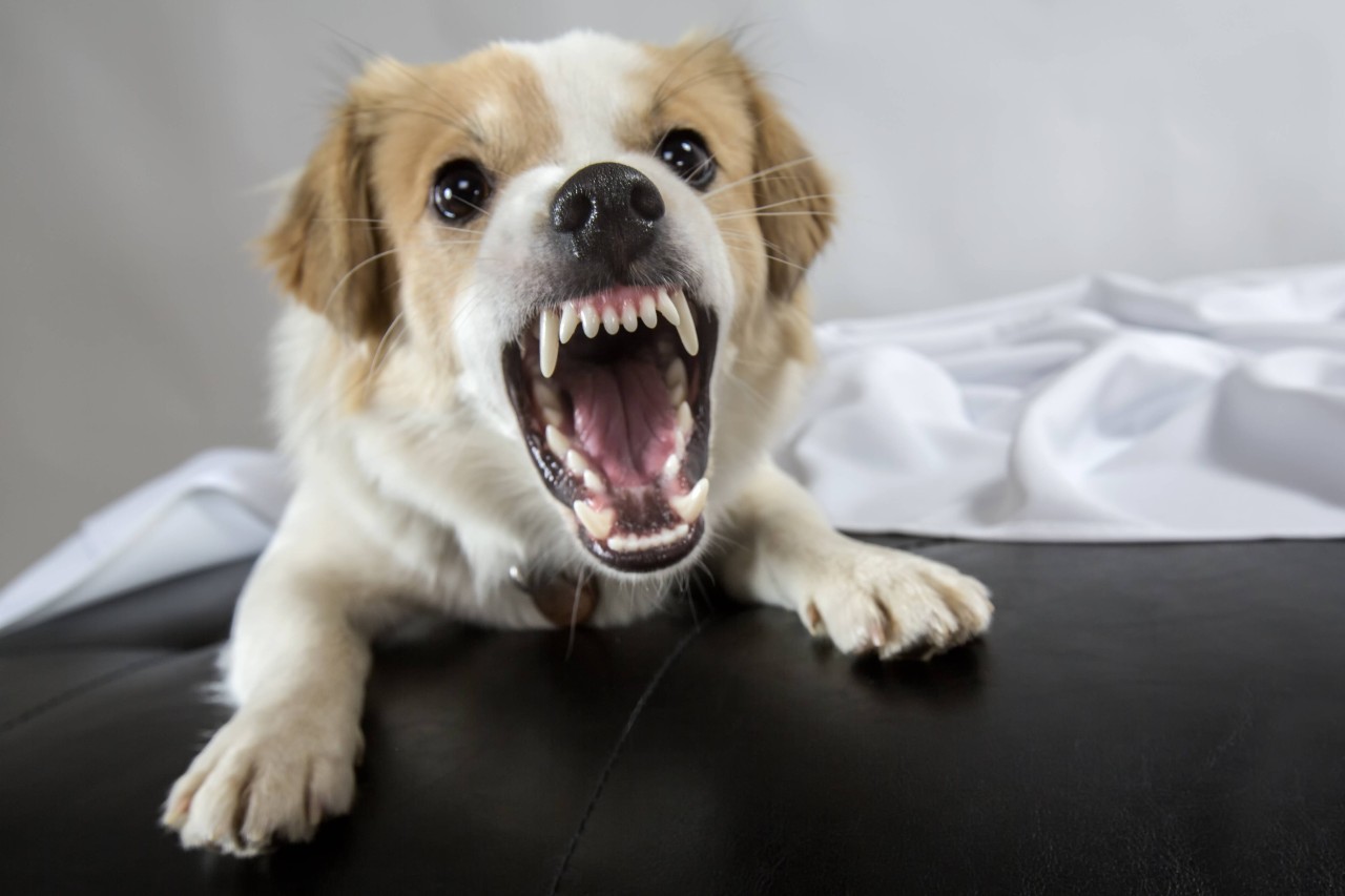 Wissenschaftler erklären drei Ansätze, warum kleinere Hunde häufig so aggressiv auftreten. (Symbolbild)
