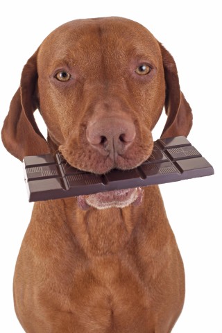 Der Hund hatte etwas Schokolade genascht. (Symbolbild)