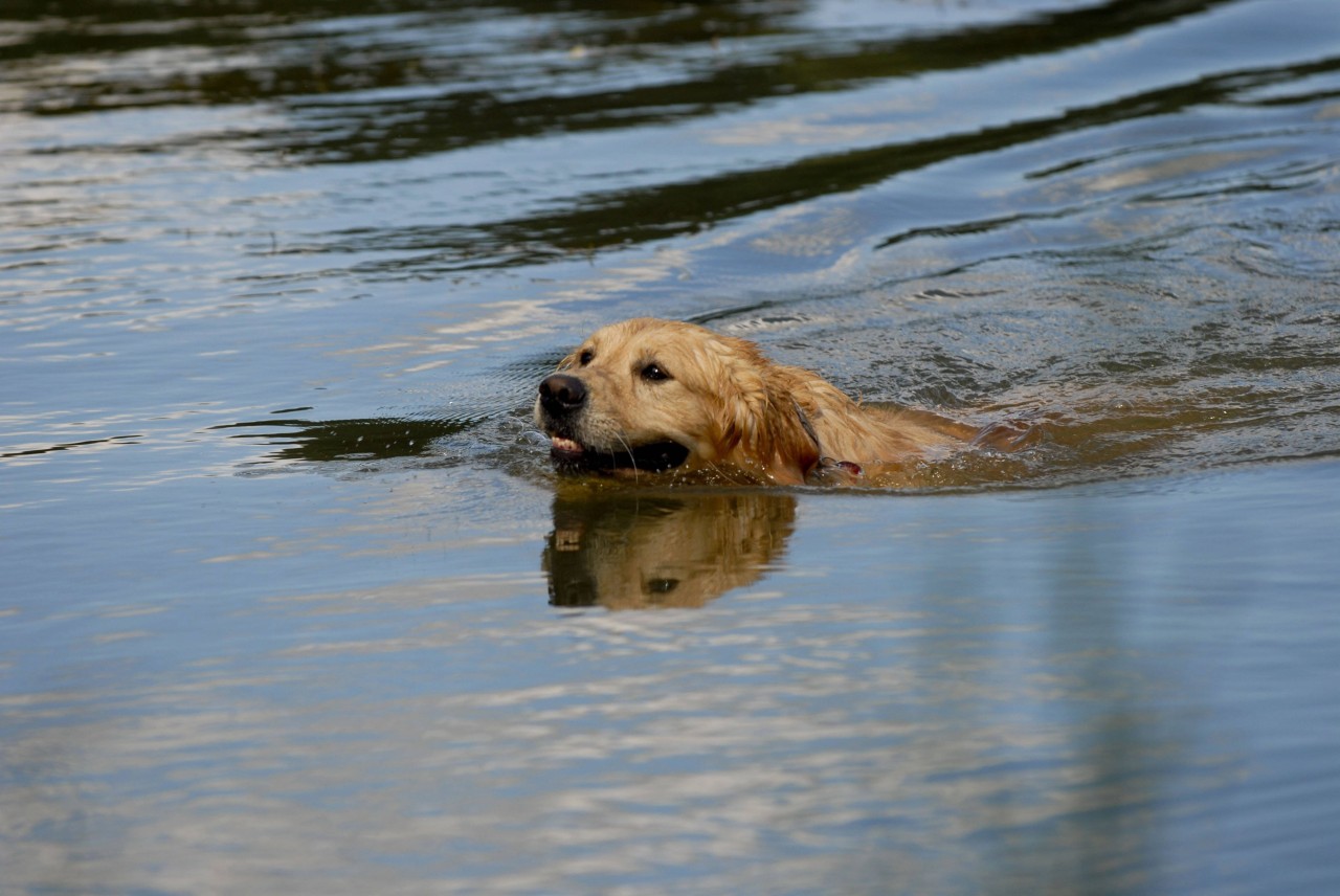 Hund geht in See Baden - und stirbt danach an einer Vergiftung. (Symbolbild)