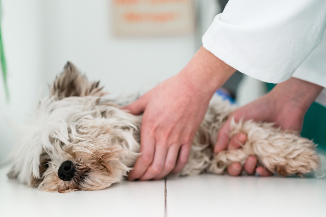 Das Staupevirus ist für Hunde hochgefährlich. (Symbolbild)