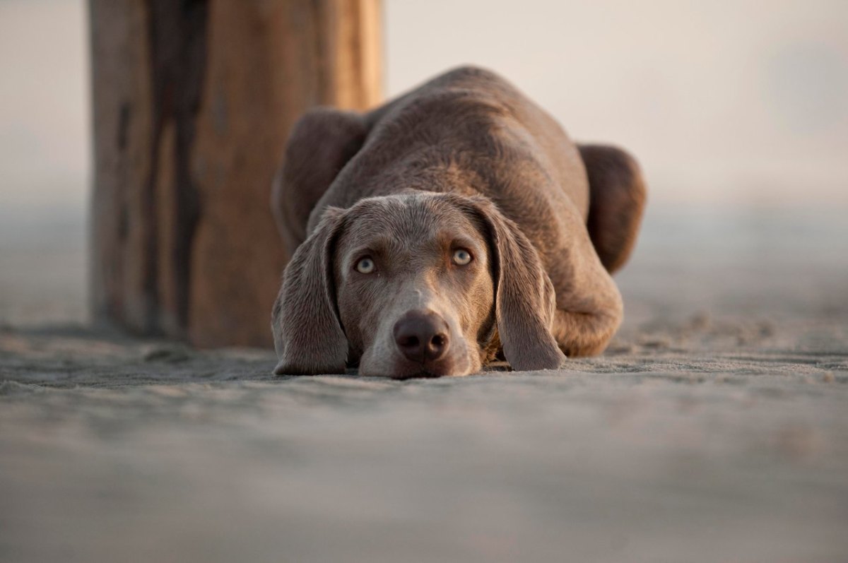 hund strand.jpg