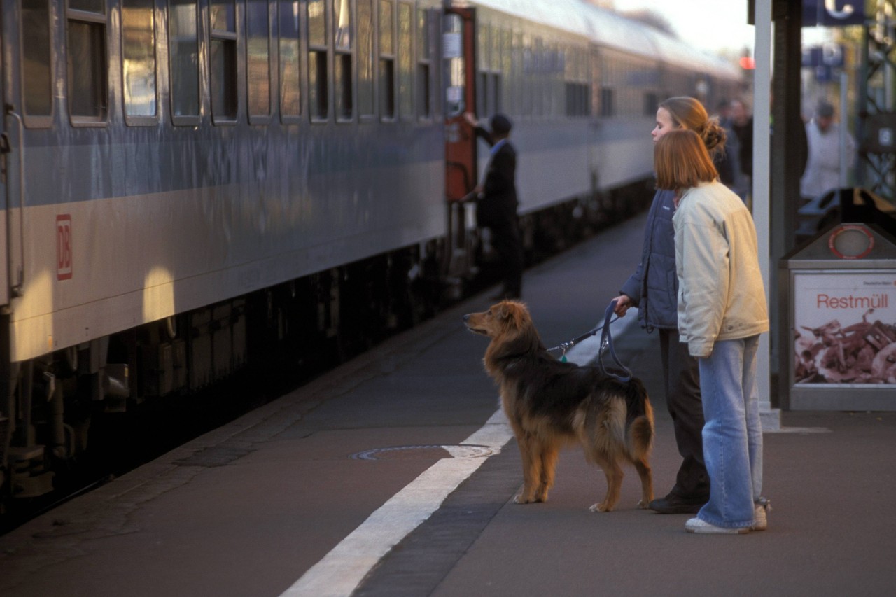 Mit dem Hund unterwegs: Einem Herrchen wäre das in Österreich fast zum Verhängnis geworden. (Symbolbild)