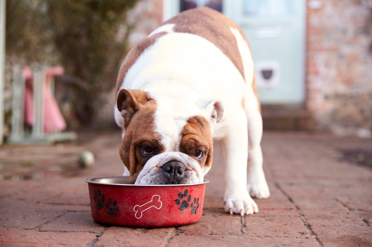 Ist vegetarische oder vegane Ernährung für einen Hund wirklich artgerecht? (Symbolbild)