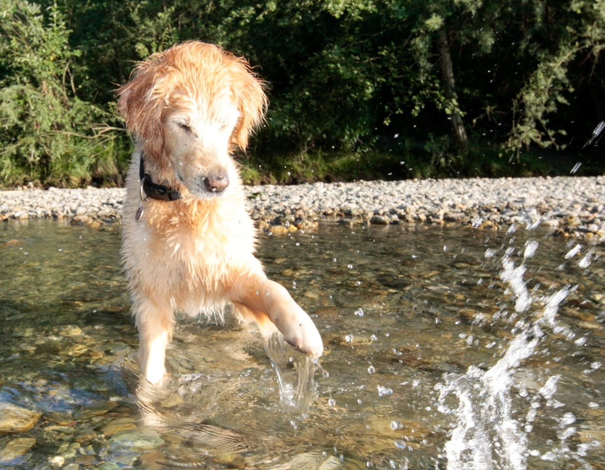 Hund: Ein Bad im Wasser kann für Abkühlung sorgen. (Symbolbild)