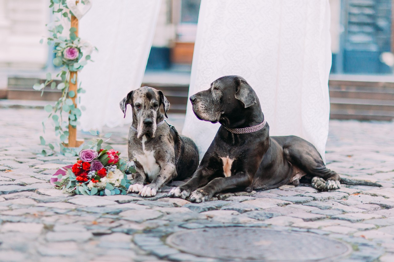 Eine Frau freut sich über Hunde auf ihrer Hochzeit. Kinder sind dagegen nicht so ihres.