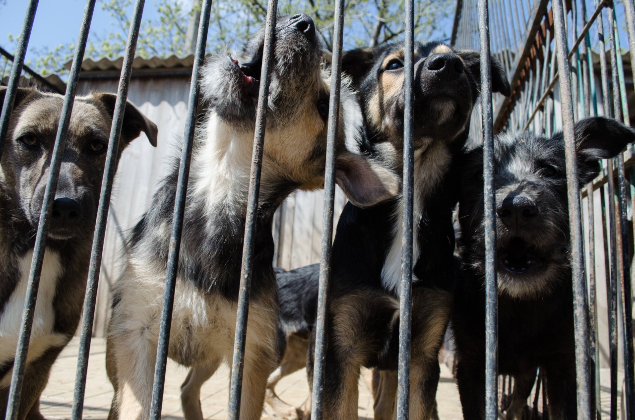 In Australien wurden mehrere Hunde erschossen statt an ein Tierheim übergeben zu werden. (Symbolbild)