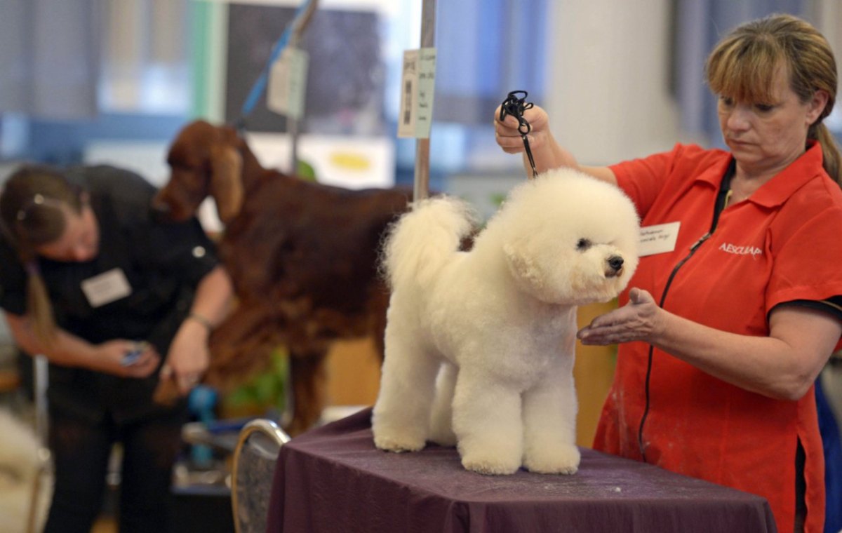 hundefriseure.jpg