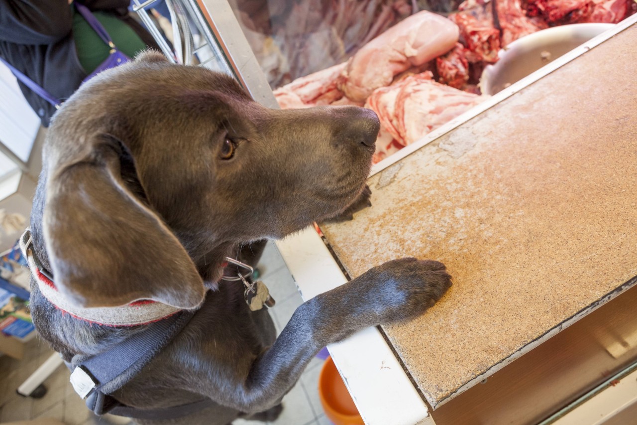 Dieser Hund wirkt noch sehr interessiert am Fleisch. Doch wäre eine vegane Ernährung für ihn überhaupt gesund? (Symbolbild)
